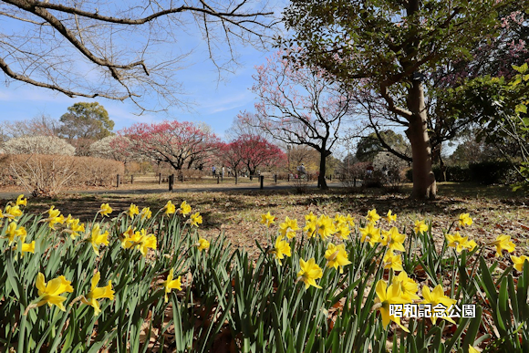 昭和記念公園