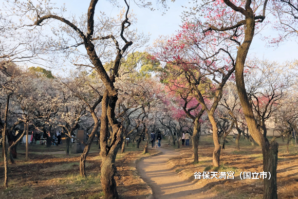 谷保天満宮（国立市）